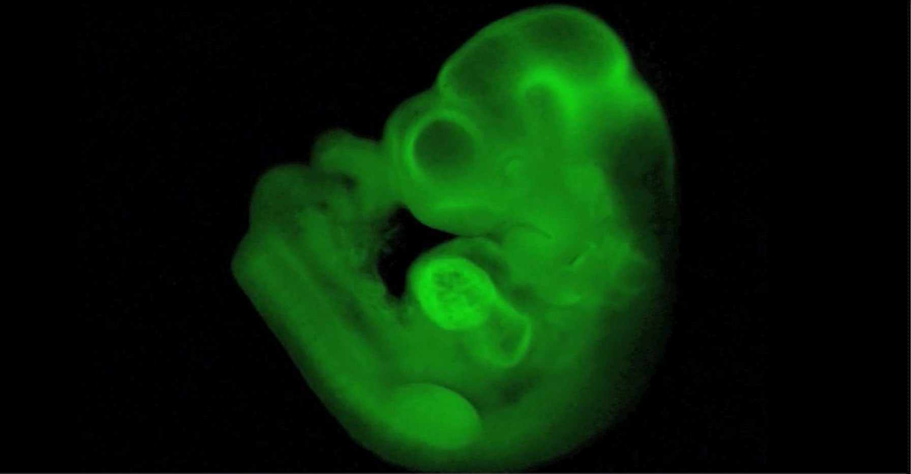 An image of a mouse embryo with beating heart generated totally from STAP cells