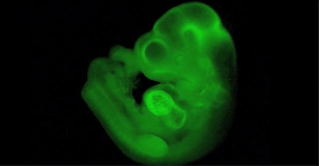 An image of a mouse embryo with beating heart generated totally from STAP cells