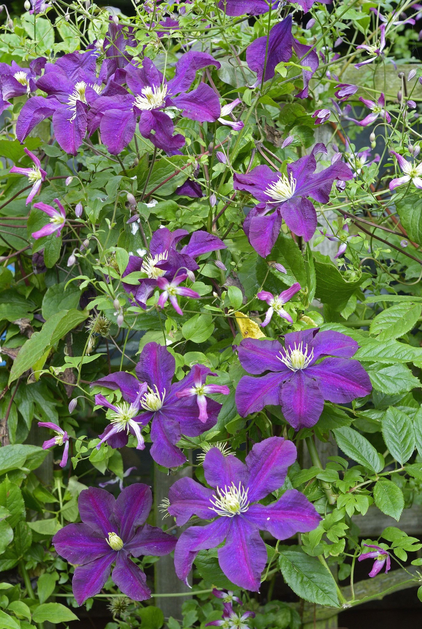 Many clematis stand up remarkably well to gales