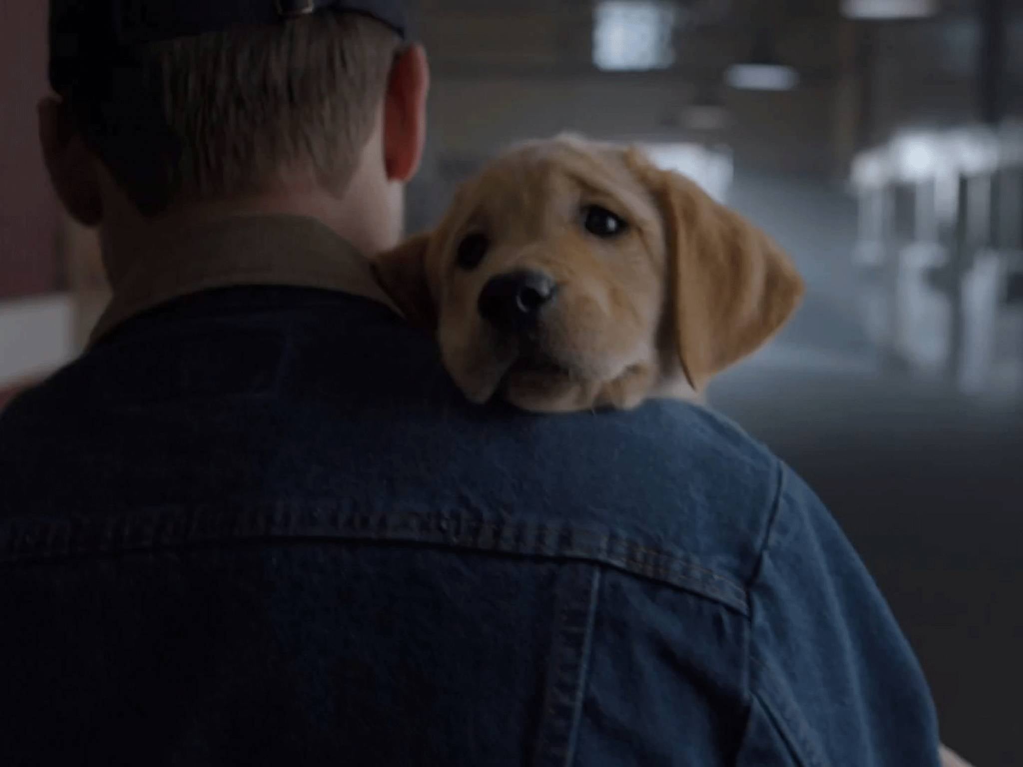 Puppy with impossibly sad eyes stars in Budweiser ad