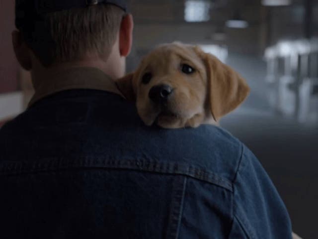 Budweiser Puppy Love Ad Wins This Year's Super Bowl With Over