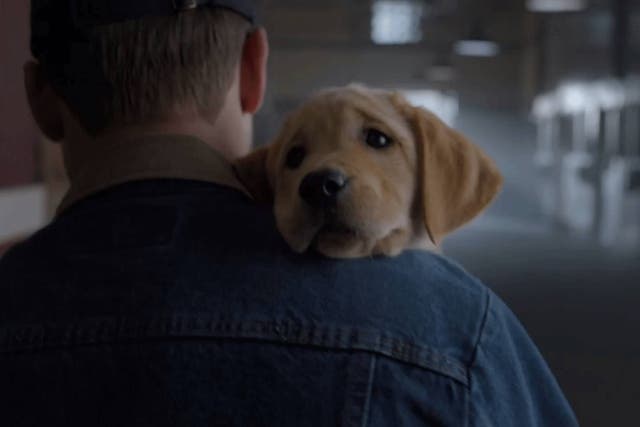Puppy with impossibly sad eyes stars in Budweiser ad 