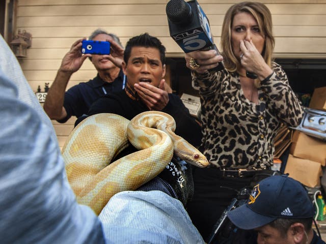 While interviewing  Sondra Berg, Santa Ana Police Animal Services supervisor, television reporters Bobby DeCastro, from FOX11, and Wendy Burch, of KTLA 5 plug their noses to avoid the stench emanating from the house with of dead and decaying snakes in San