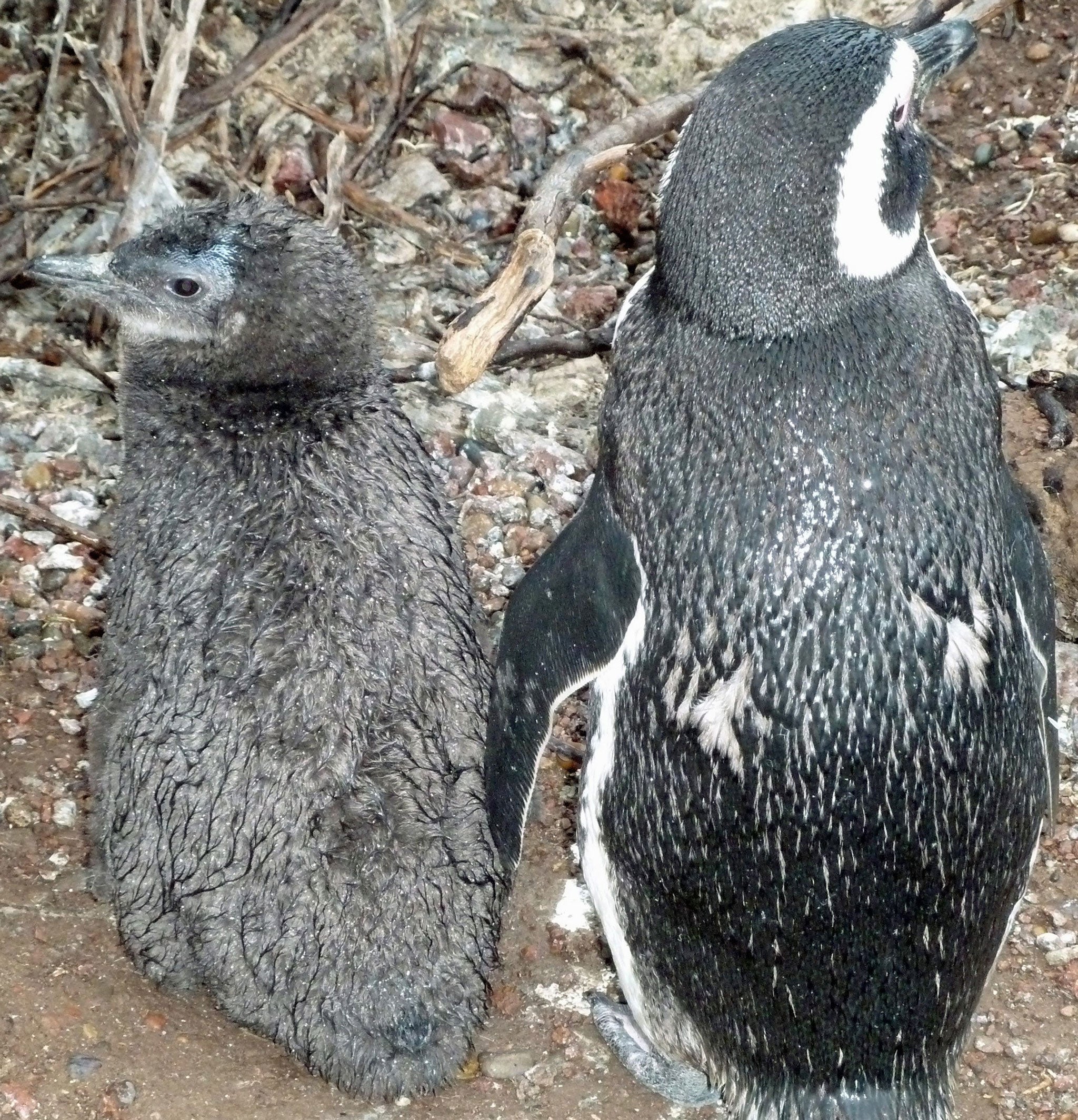 This photo issued by the University of Washington shows rain wetting the down of a Magellanic penguin chick (left) still too young to have the waterproofing properties of its parent's plumage (right)