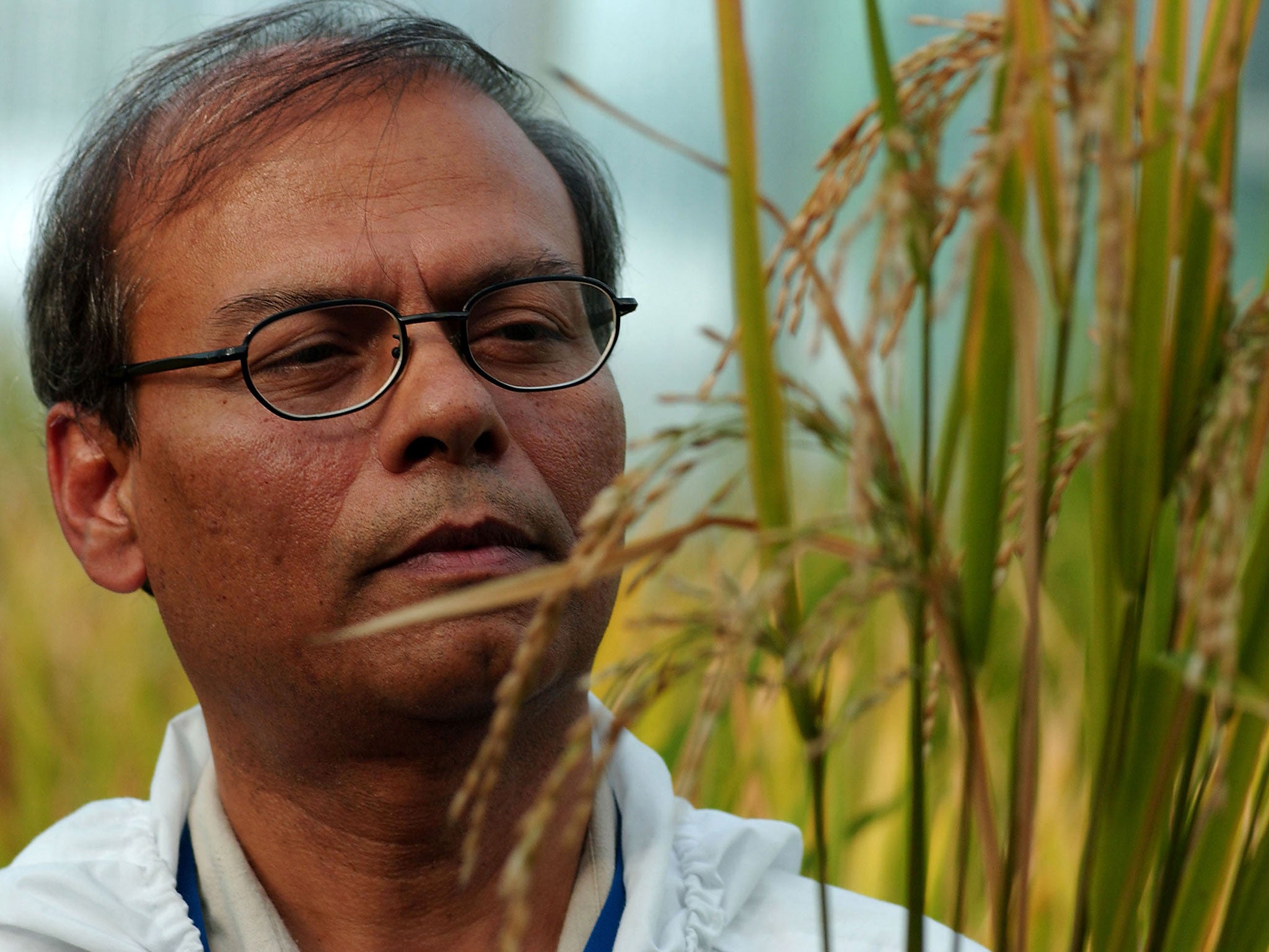 Plant Biotechnologist Dr. Swapan Datta inspects a genetically modified 'Golden Rice' plant