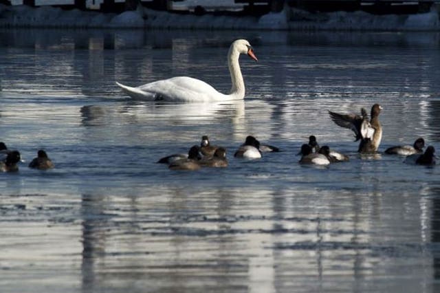 A mute swan swims in the waters near City Island in new York.