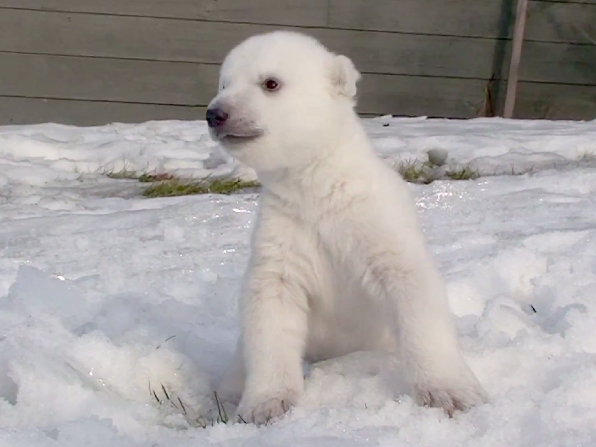 The three-month-old cub explores the snow rather apprehensively in the minute long clip