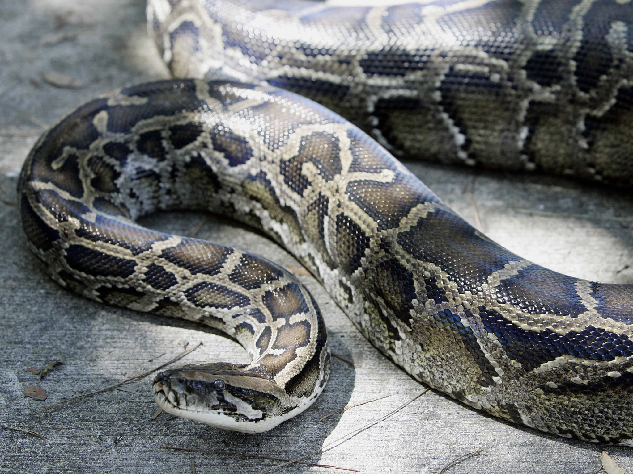 Ironically, it is currently illegal to hunt and kill pythons in Florida, where many are kept as pets, so the meat is imported