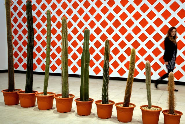 A row of ever smaller Cactus plants 