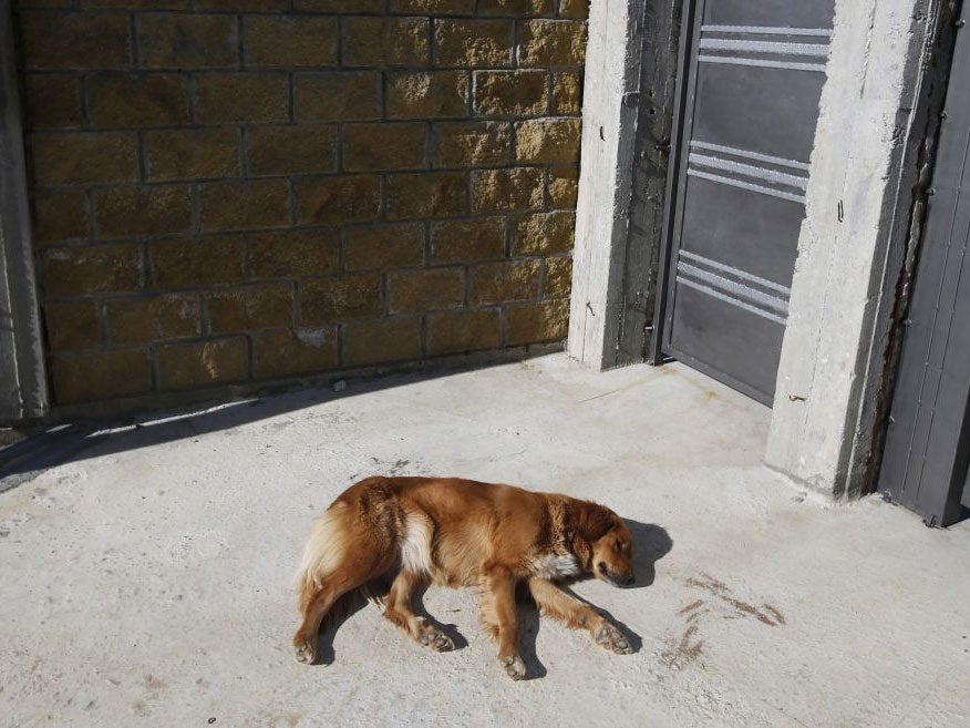 A stray dog sleeps on a road near Olympic Park in Sochi, Russia