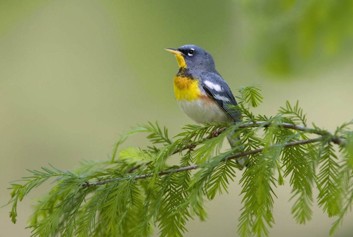 3,000 mile journey: the Northern Parula