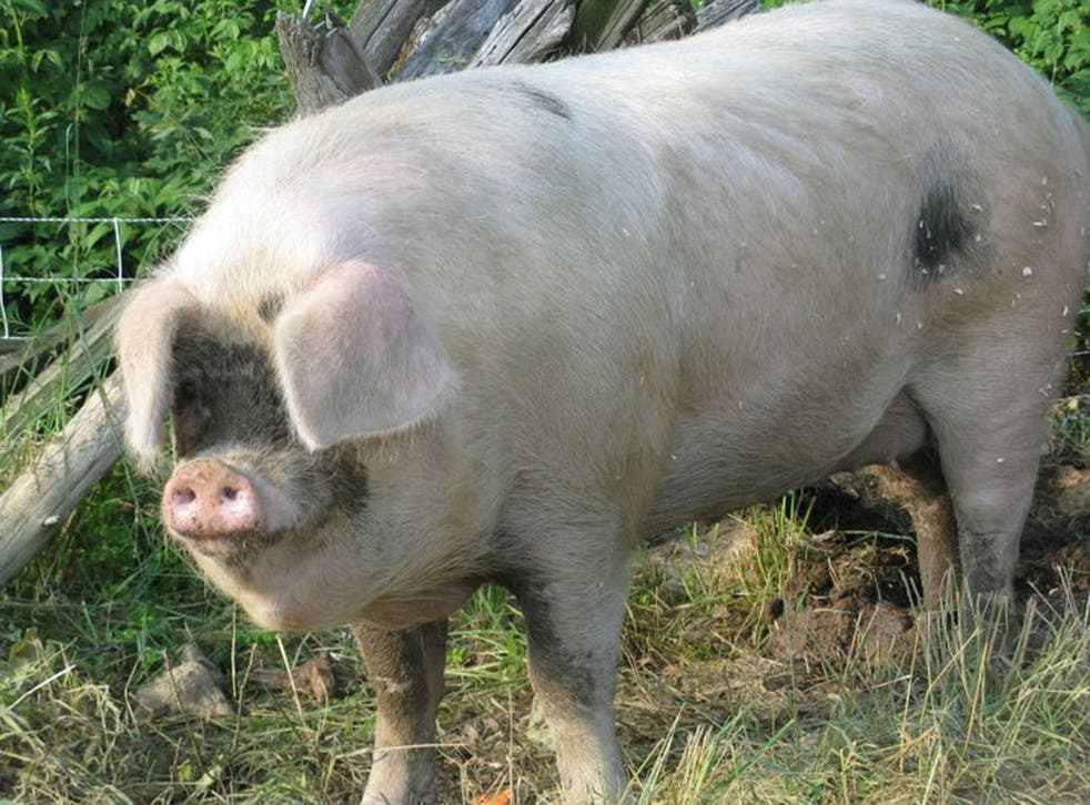 Happy pig: posed by a model