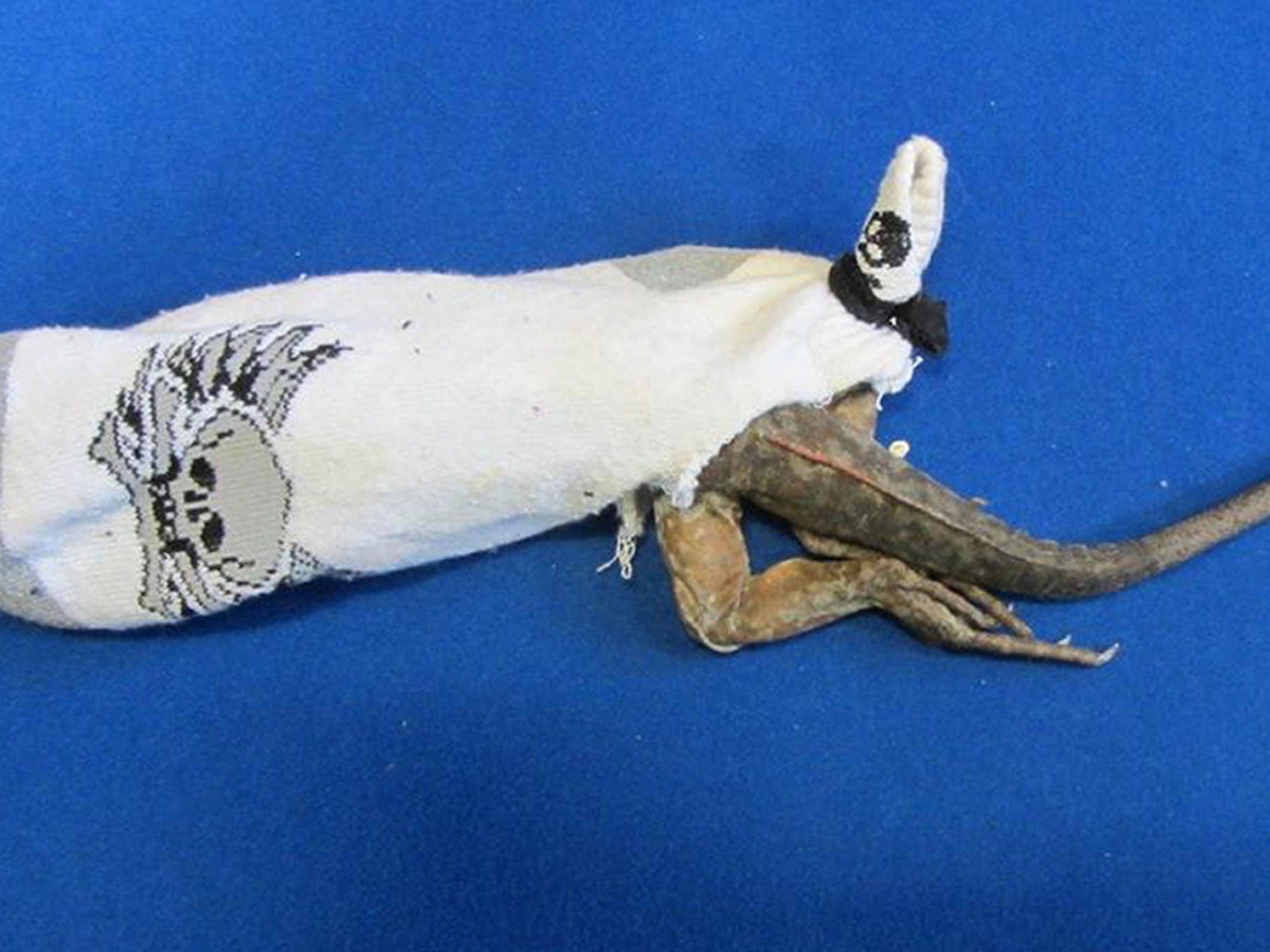 Undated handout photo issued by Border Force of one of thirteen endangered iguanas that have been seized by Border Force officers at Heathrow