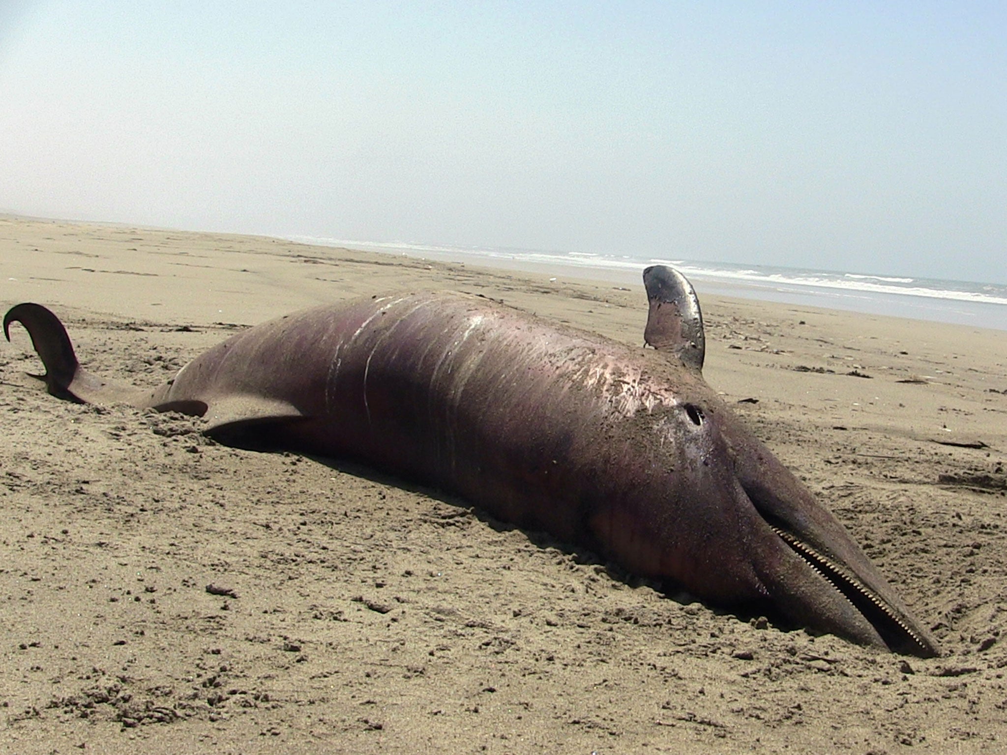 A dolphin carcass lies on the beach at Puerto Eten in Lambayeque, Peru, Saturday, Jan. 4, 2014. More than 400 dead dolphins were found last month on the Pacific Ocean beaches where twice that amount were encountered in 2012, Peruvian officials said Monda