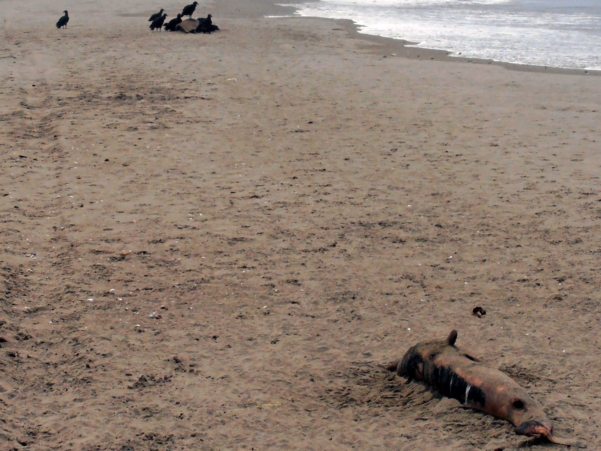 Vultures approach the remains of dolphins washed ashore in Lambayeque, in the northern coast of Peru, some 750 kilometers north of Lima on January 27, 2014.
