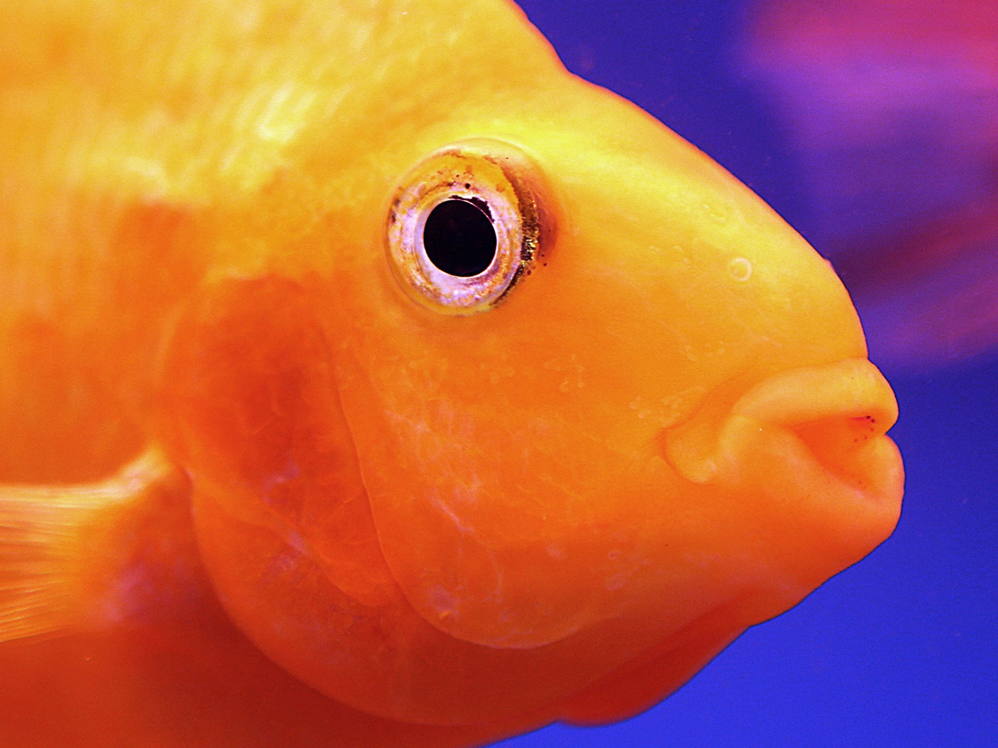 The RSPCA has warned people against drinking goldfish as part of the new "Neknomination" drinking craze