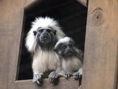 Monkey business: Rising interest in exotic pets sees primate ownership