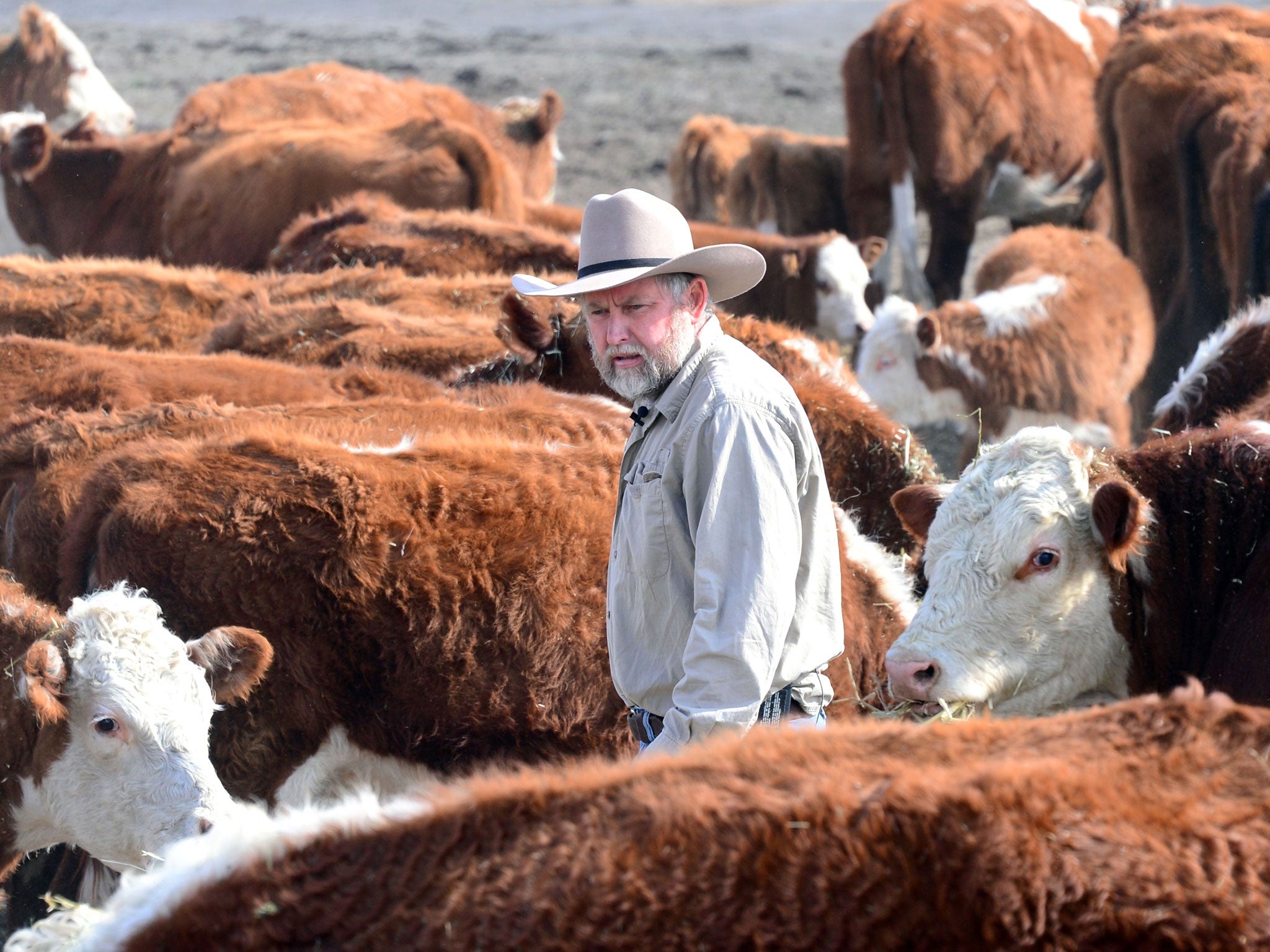 Nathan Carver walks amid his herd of beef cattle on a ranch