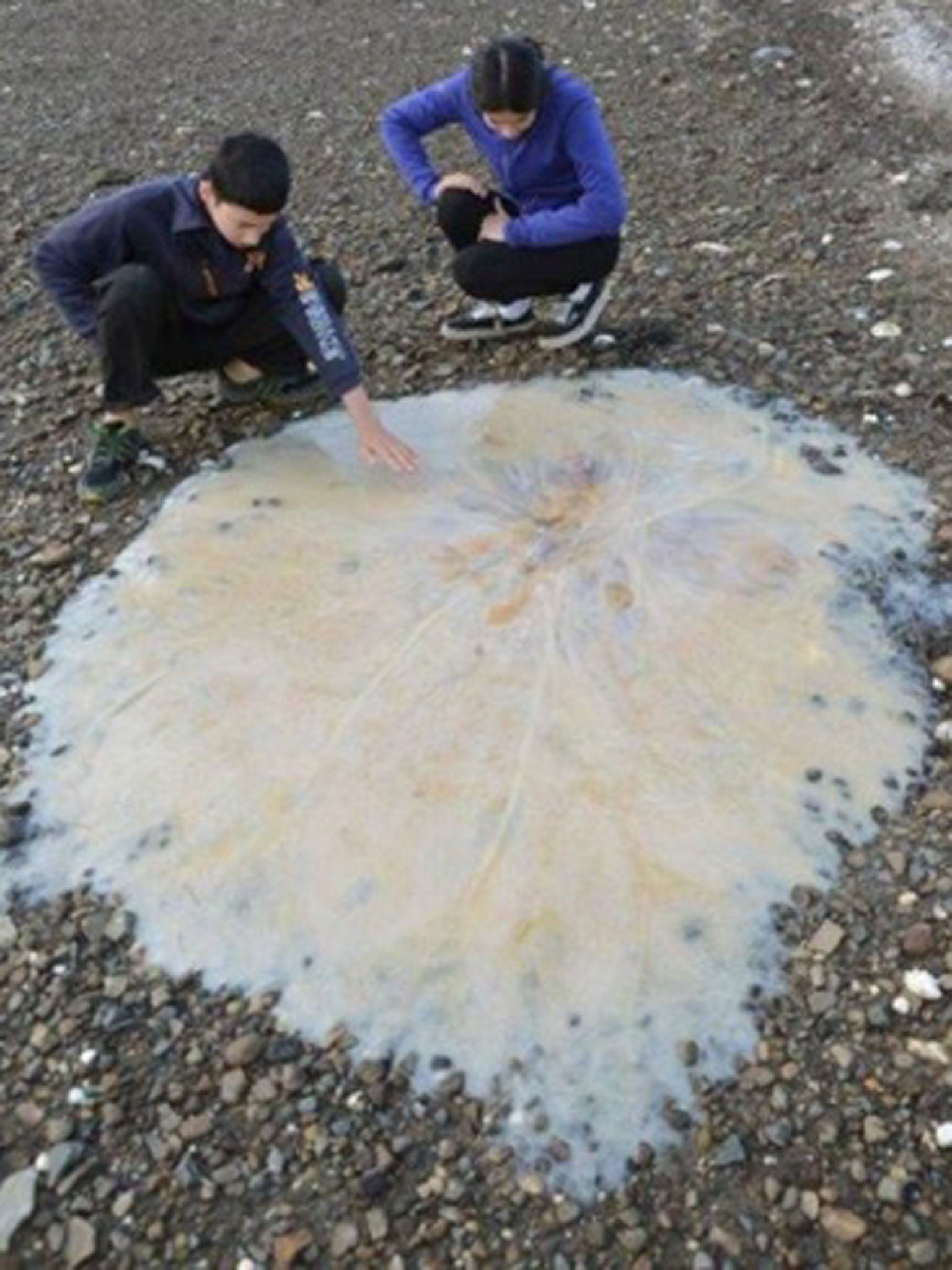 This 1.5 metre jellyfish washed up in Tasmania 