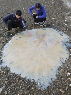 Giant 'whopper of a jellyfish' washes up on Tasmanian beach