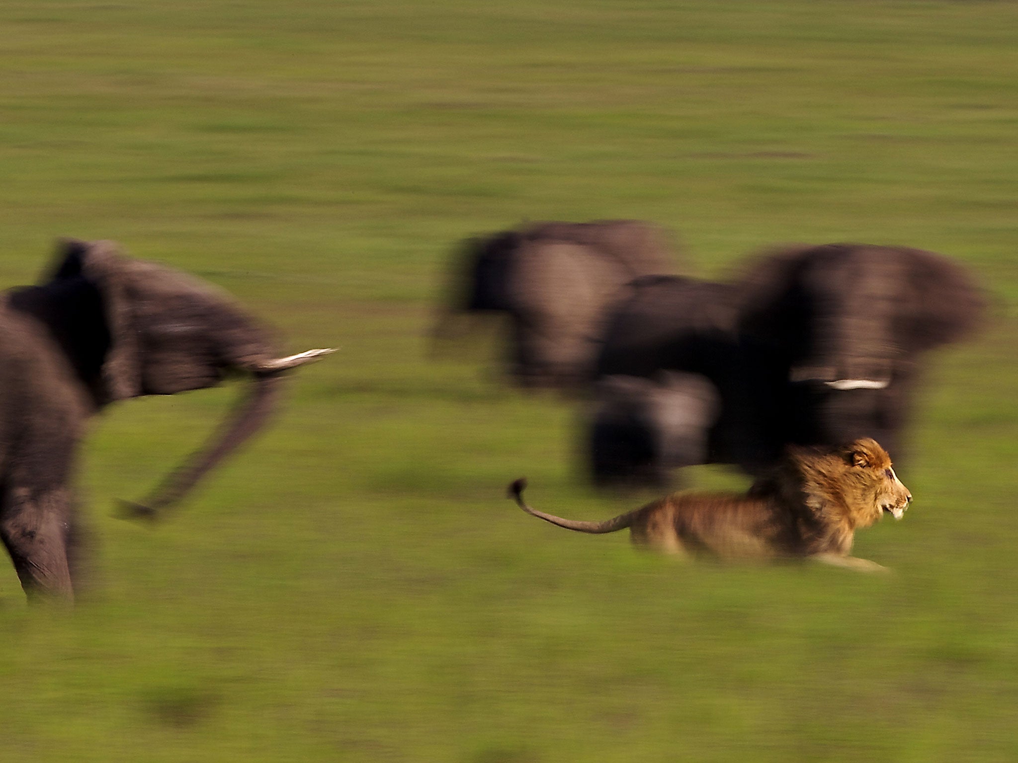 1. Winner: Wildlife category 2013. Lion on the run (Masai Mara, Kenya) by Angela Osborne