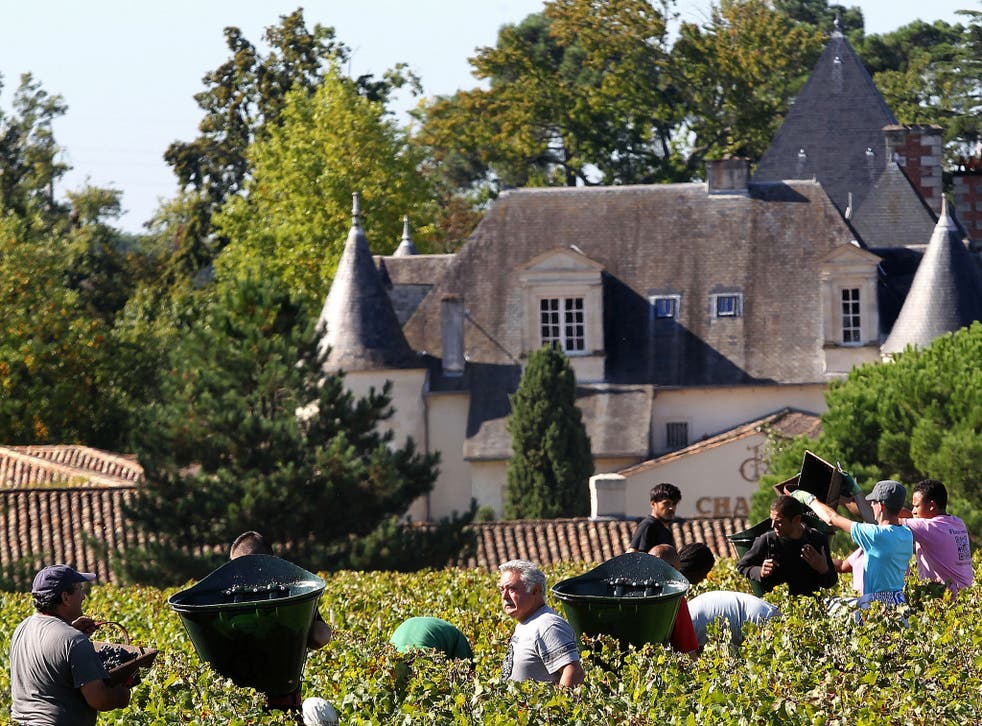 Workers pick grapes at Chateau Haut Brion near Bordeaux, where overall wine production is set to drop by 23 per cent