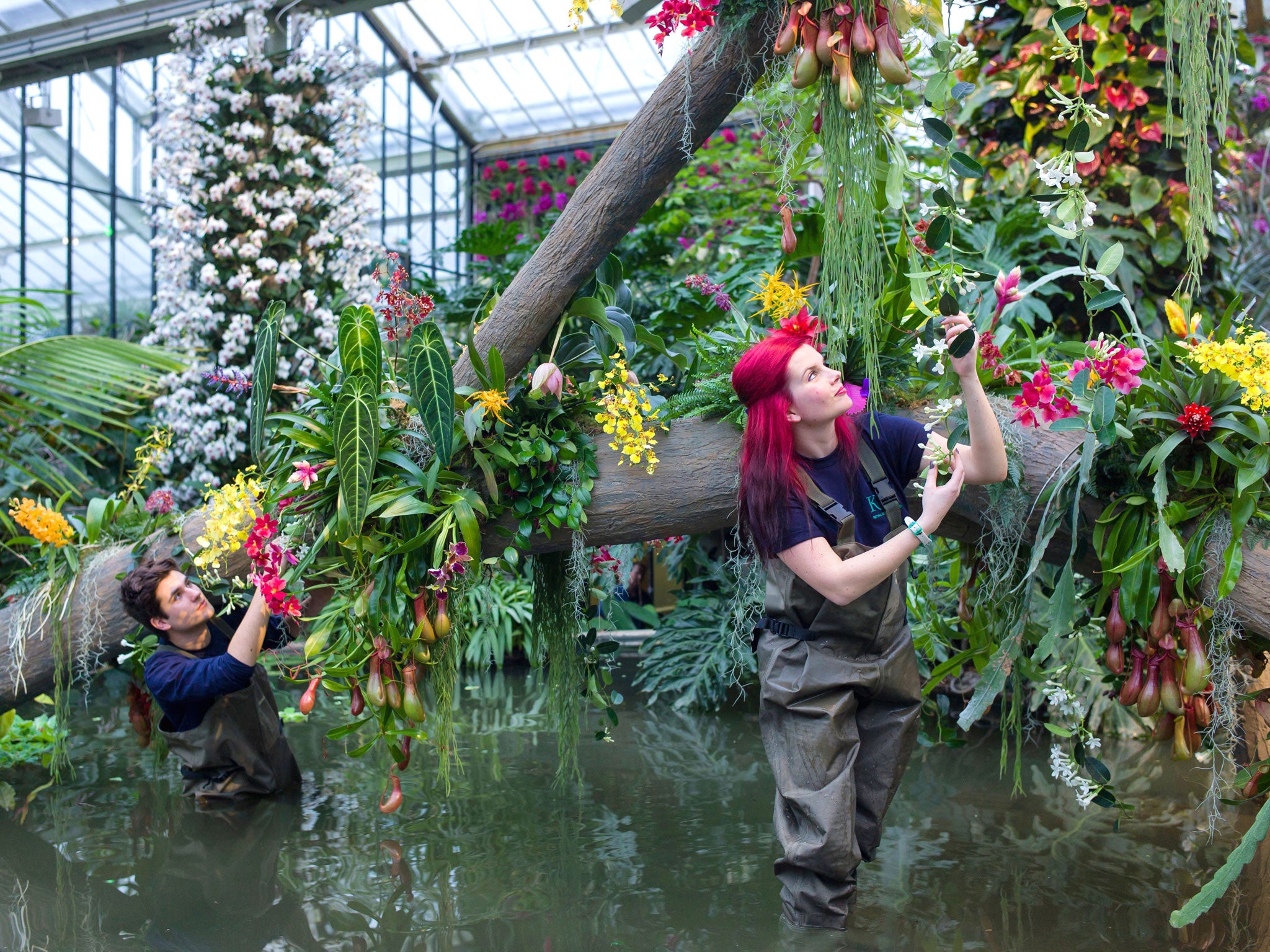 Workers of the Royal Botanic Gardens, Alex Hoyle and Elisa Biondo put final touches to the orchids