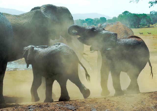 Elephants in the dust