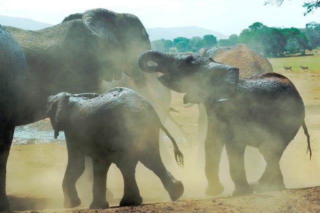 Elephants in the dust