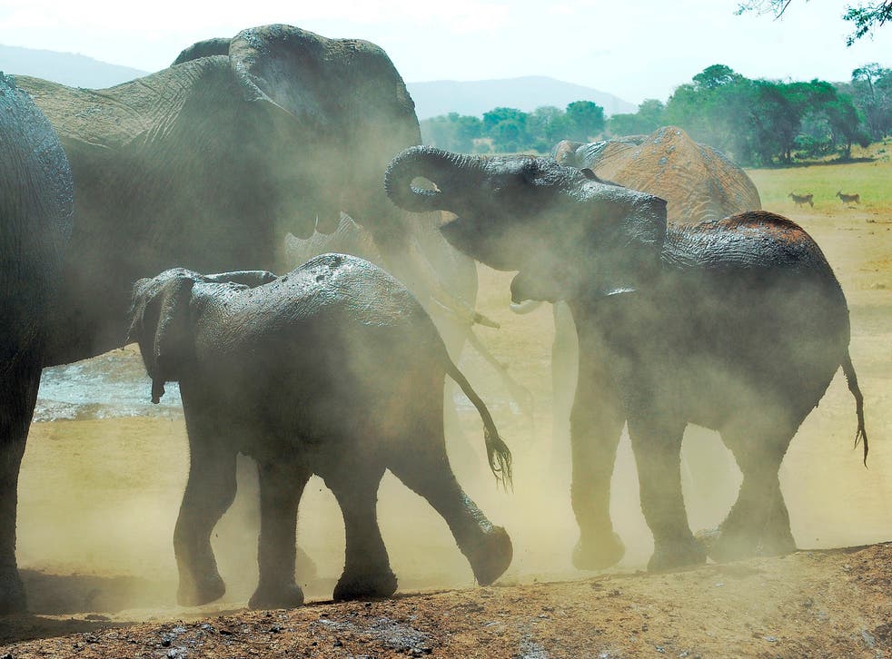Elephants in the dust