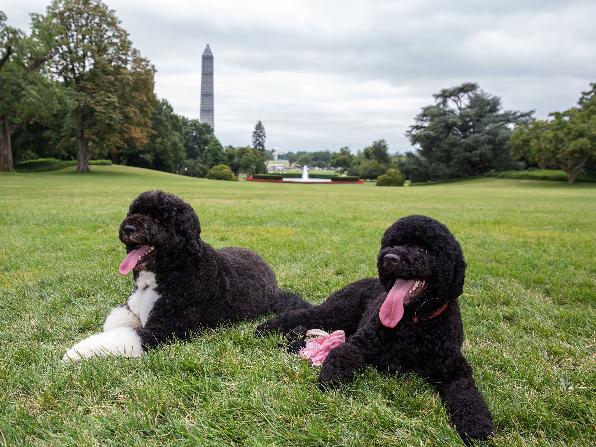 Bo (left) and Sunny, the Obama family dogs, on the South Lawn of the White House in Washington, D.C.