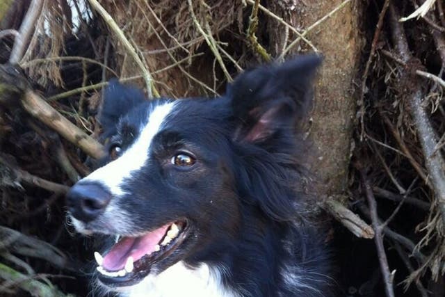 Carryad the border collie, who survived a gas explosion at her home in Clacton