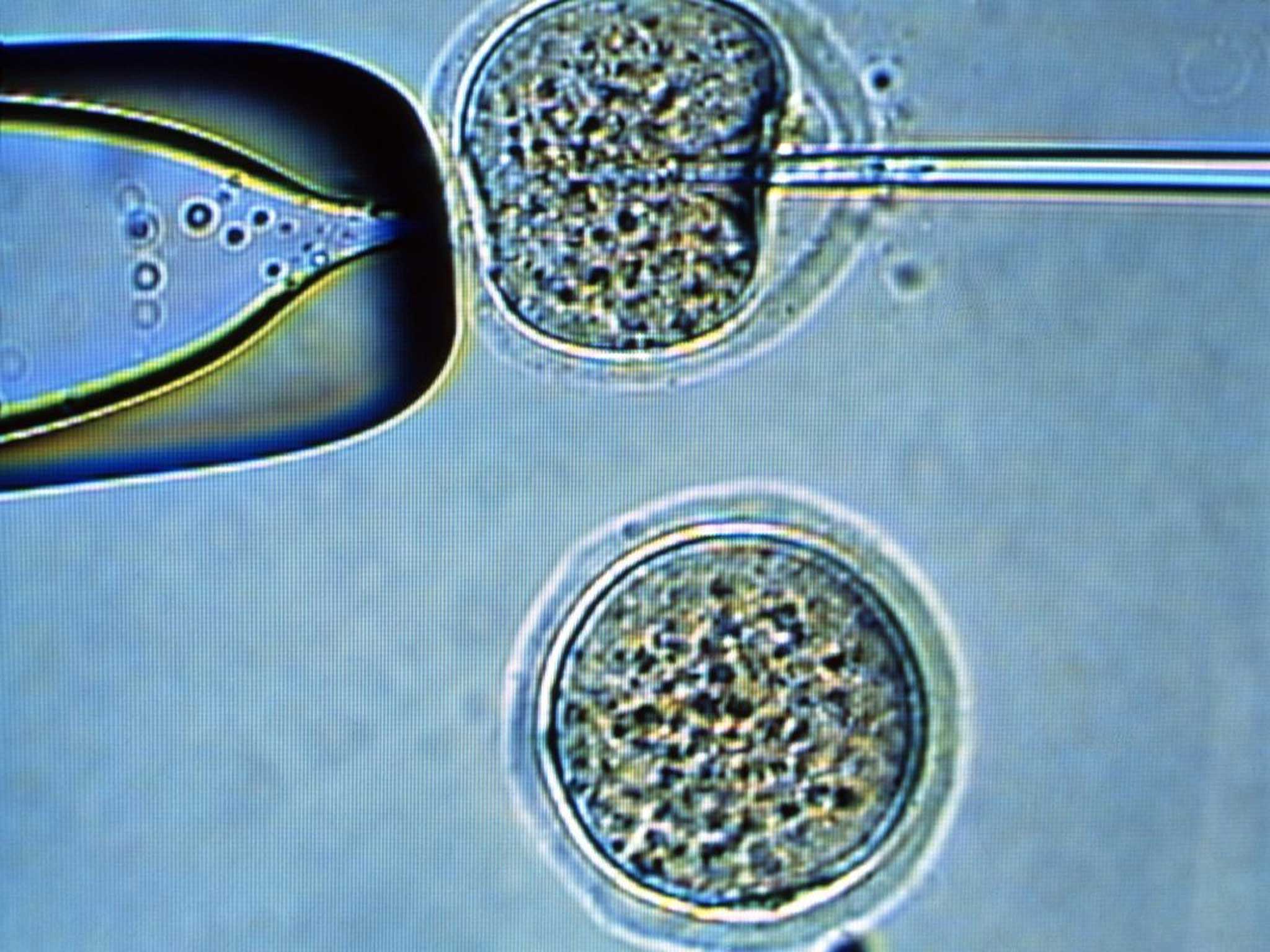 Пересадка ядер клеток эмбрионов