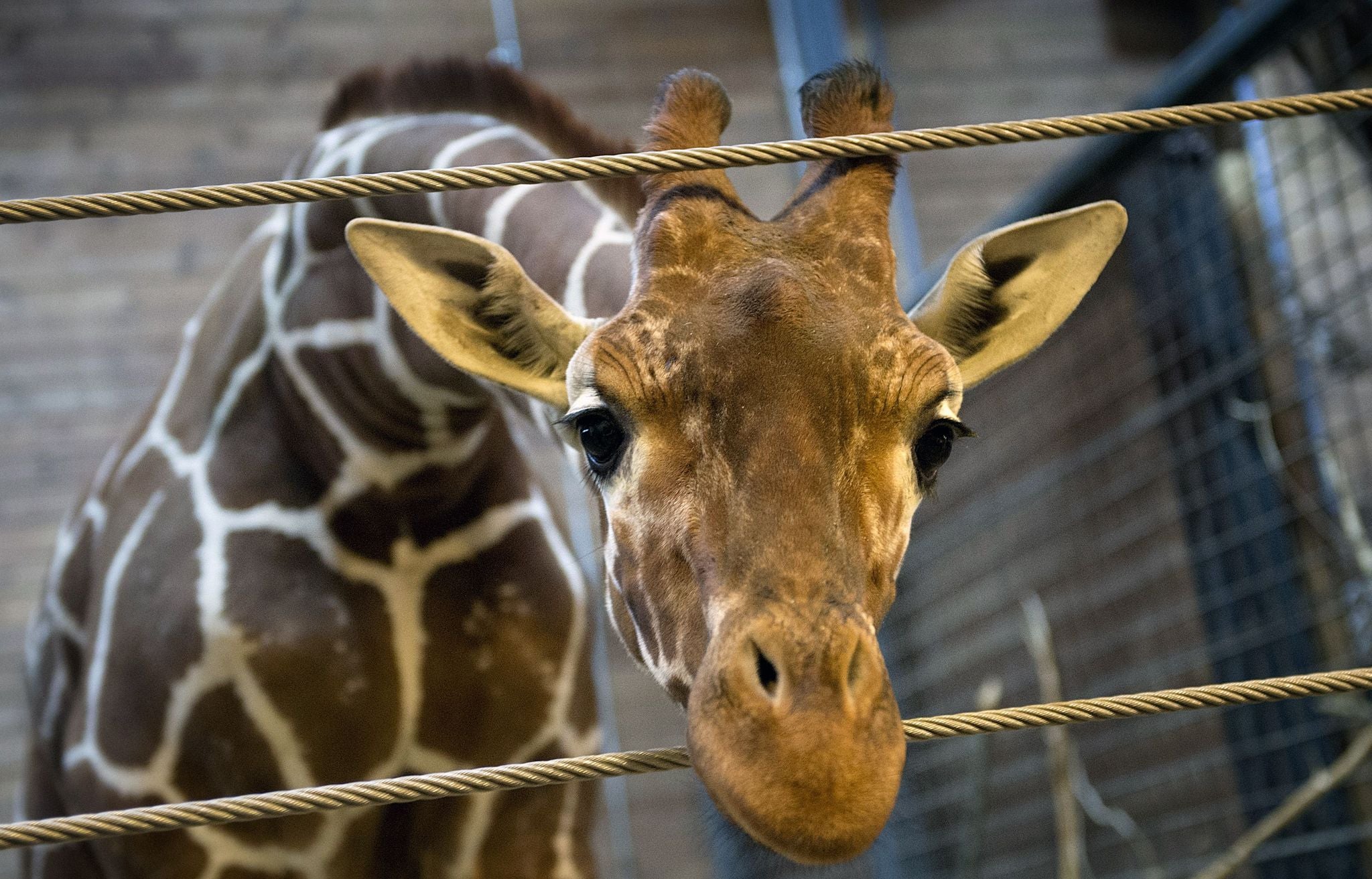 Thousands of people had signed online petitions in an attempt to save the male animal, Marius (not pictured) who was destroyed because he resulted from in-breeding.