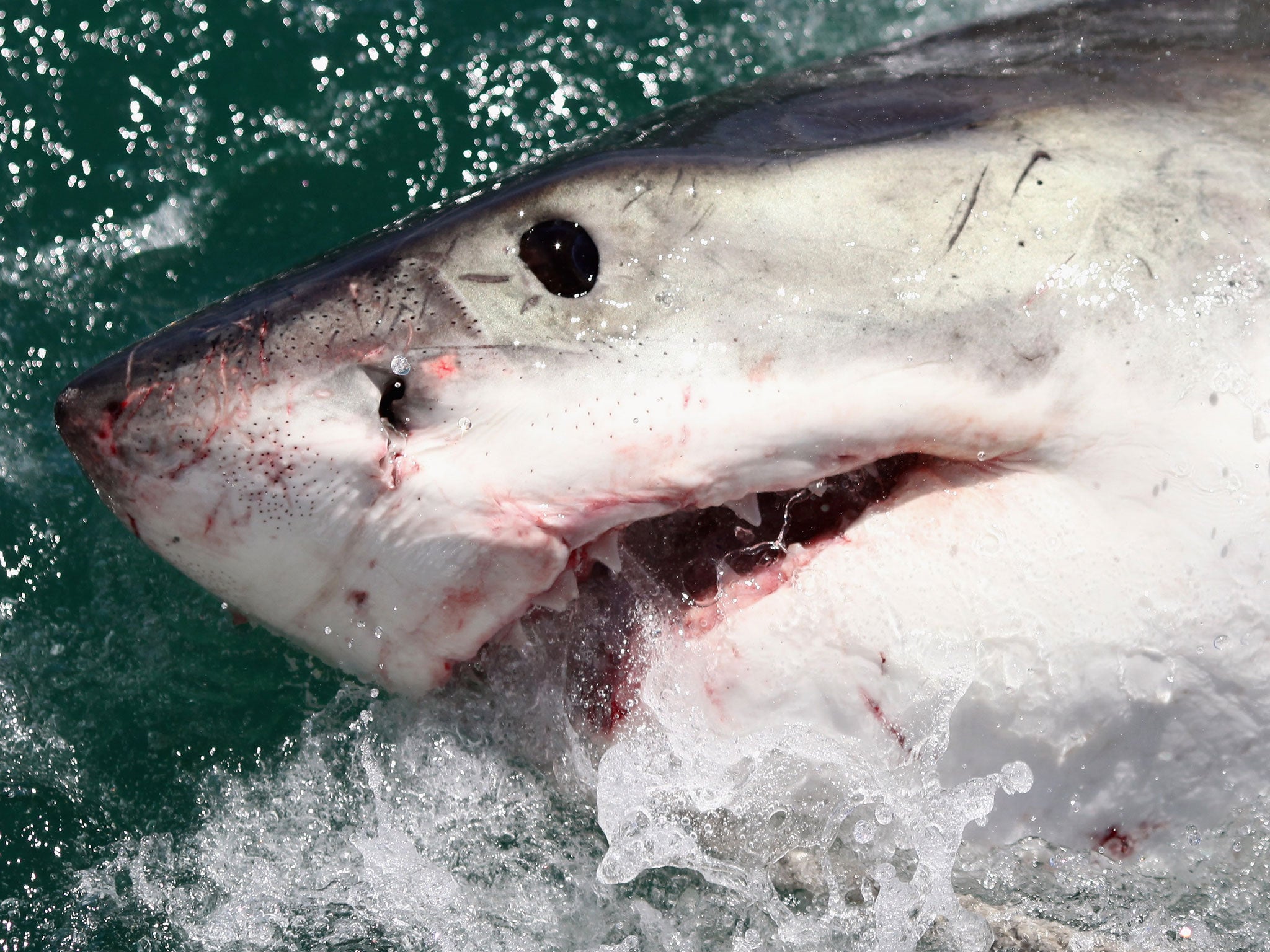 A Great White Shark is attracted by a lure in South Africa. Darren Mills claims he was bitten by a Great White off the coast of New Zealand.