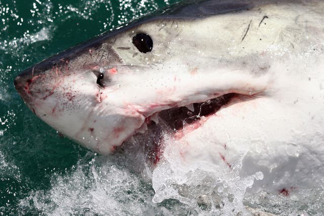 A team of Australian researchers are attempting to hunt down the mystery ‘sea monster’ that “savagely devoured” a nine ft Great White Shark in front of filmmaker David Riggs 11 years ago.