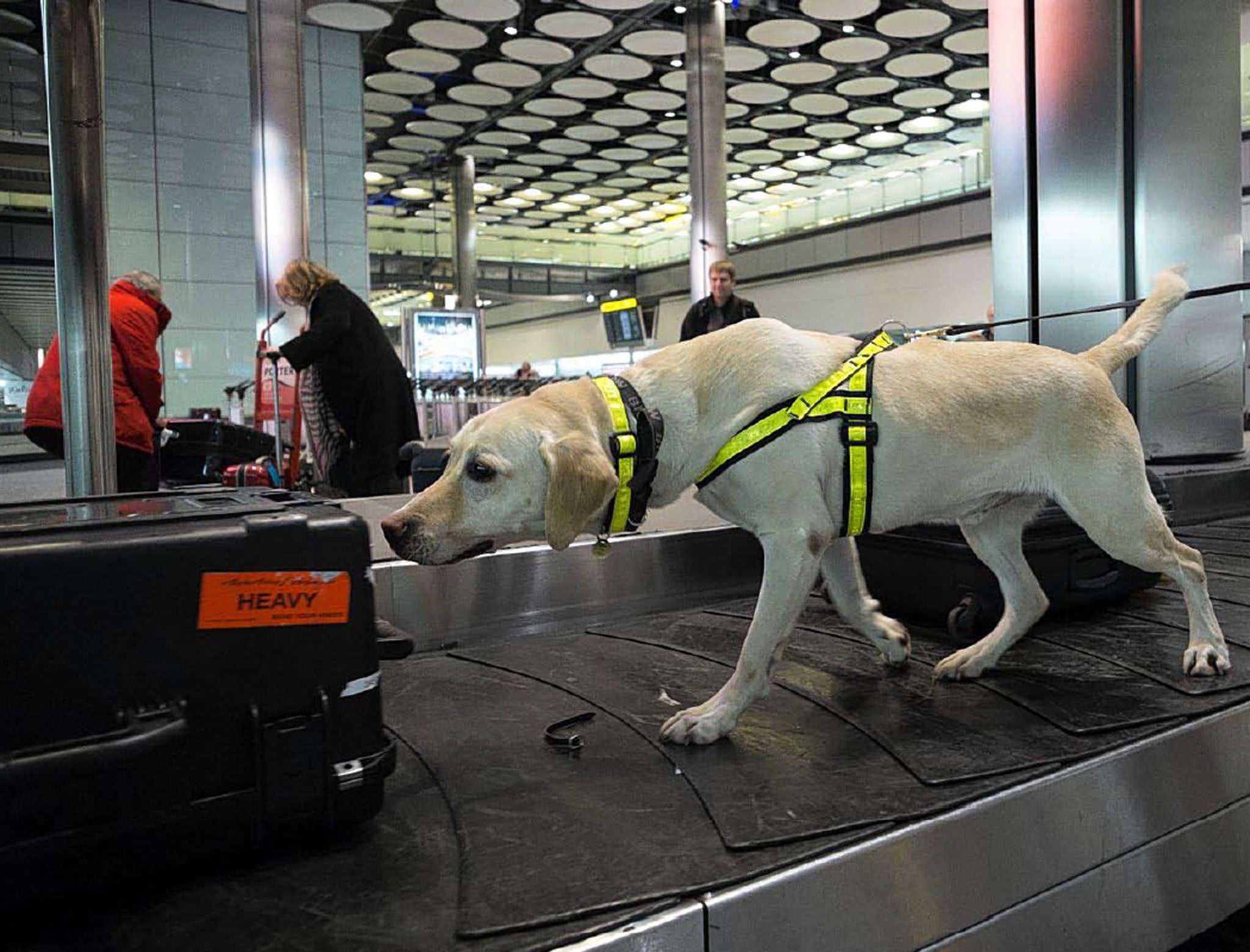 Tyke, an eight-year old Labrador,at work on a Heathrow
carousel. His specialism is discovering animal products