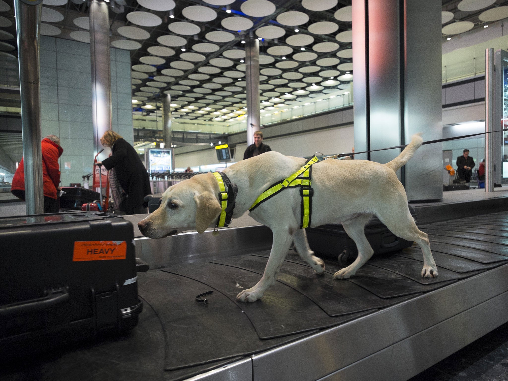 Tyke, an eight-year-old Labrador, at work on a Heathrow carousel. His specialism is discovering animal products