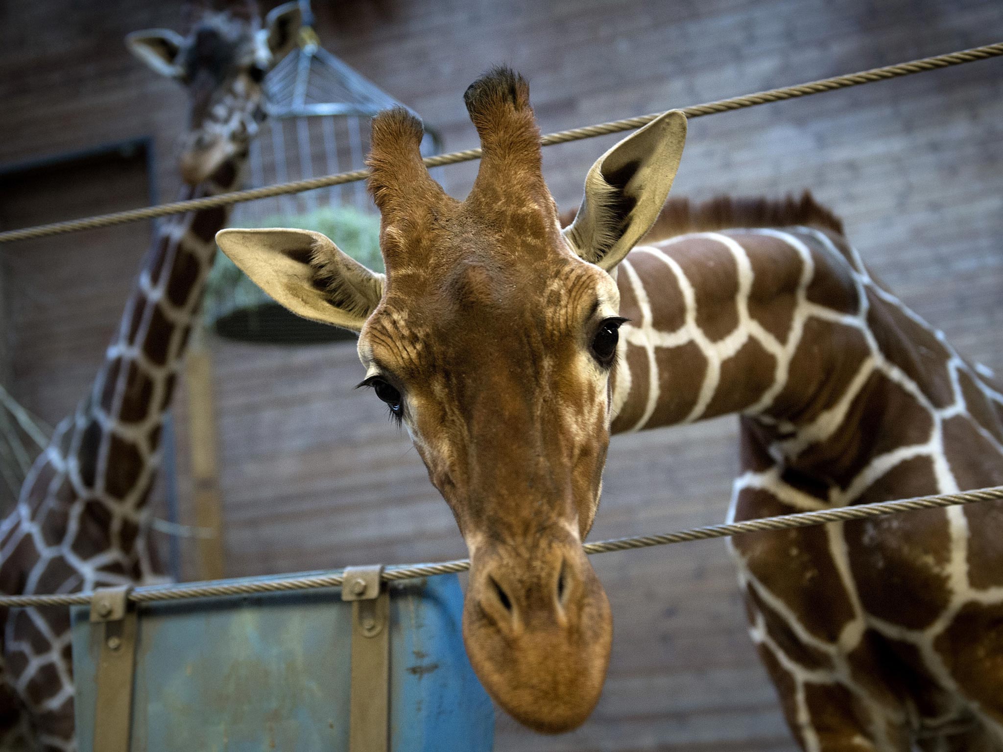 Marius who was shot dead and autopsied in the presence of visitors to the gardens at Copenhagen zoo