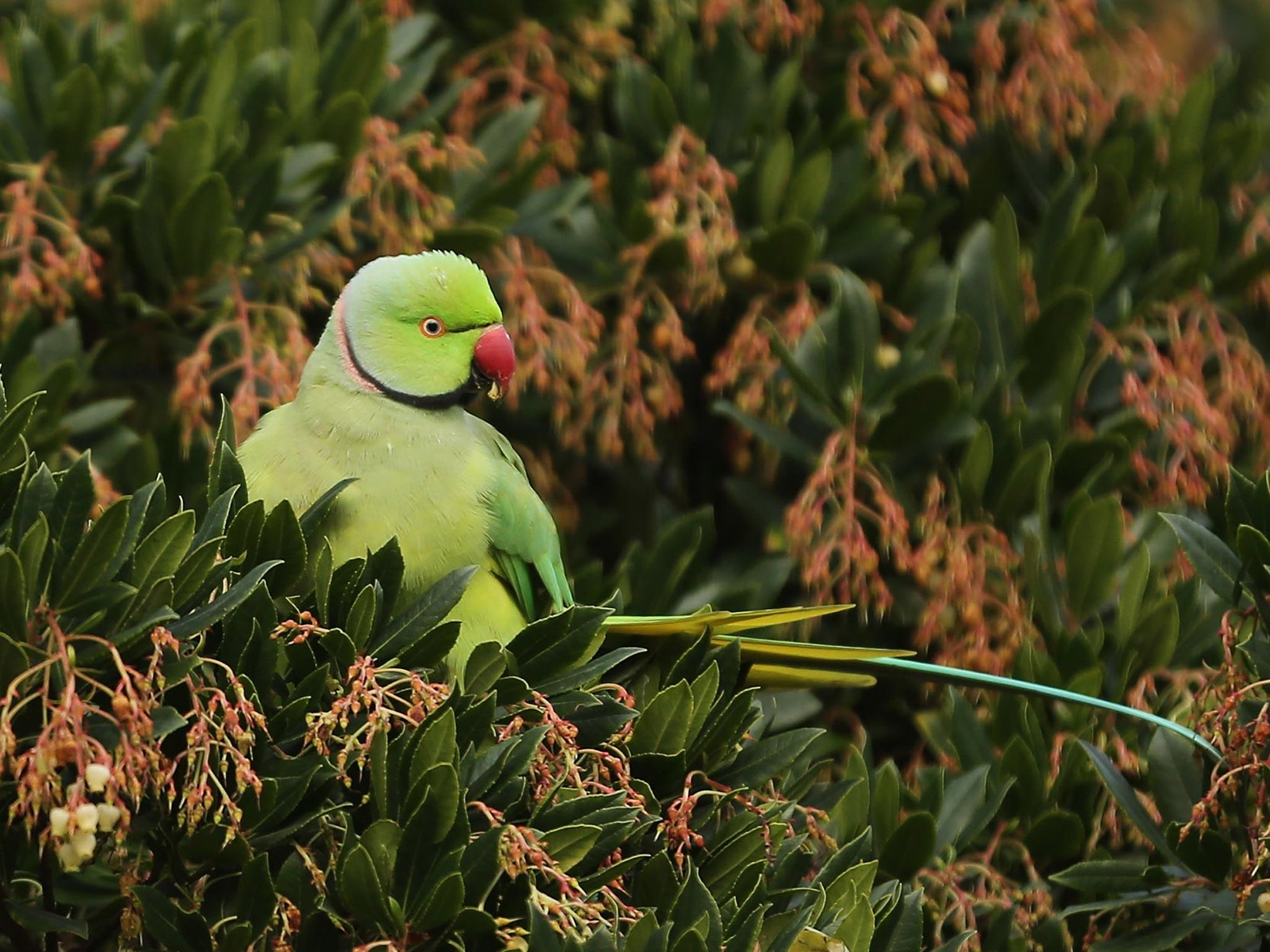 Those who try and stop officials from destroying "invasive species" such as parakeets could face prison