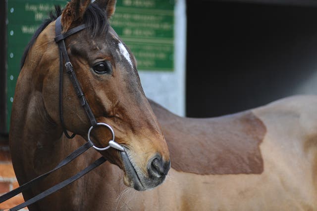 Tidal Bay pictured at Paul Nicholls' stables earlier this month
