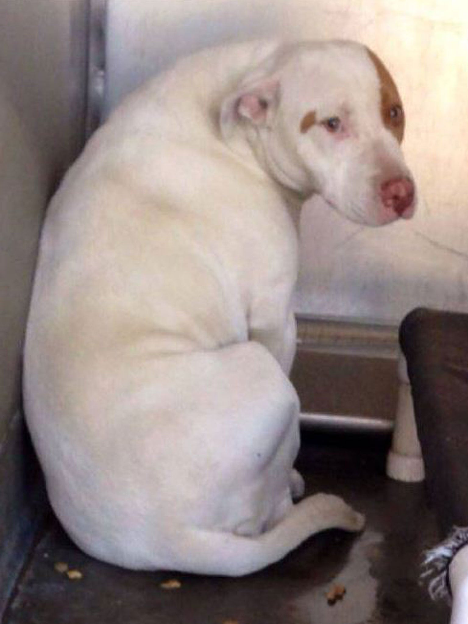 Chelsea was visibly shaking and would hide in the corner of her kennel