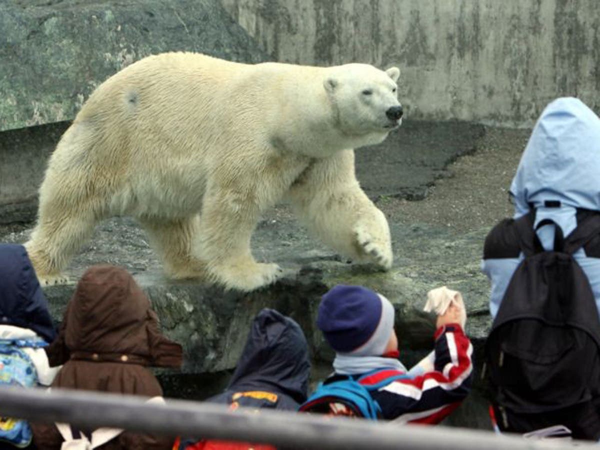 Bear dying. German Zoos фотографии.