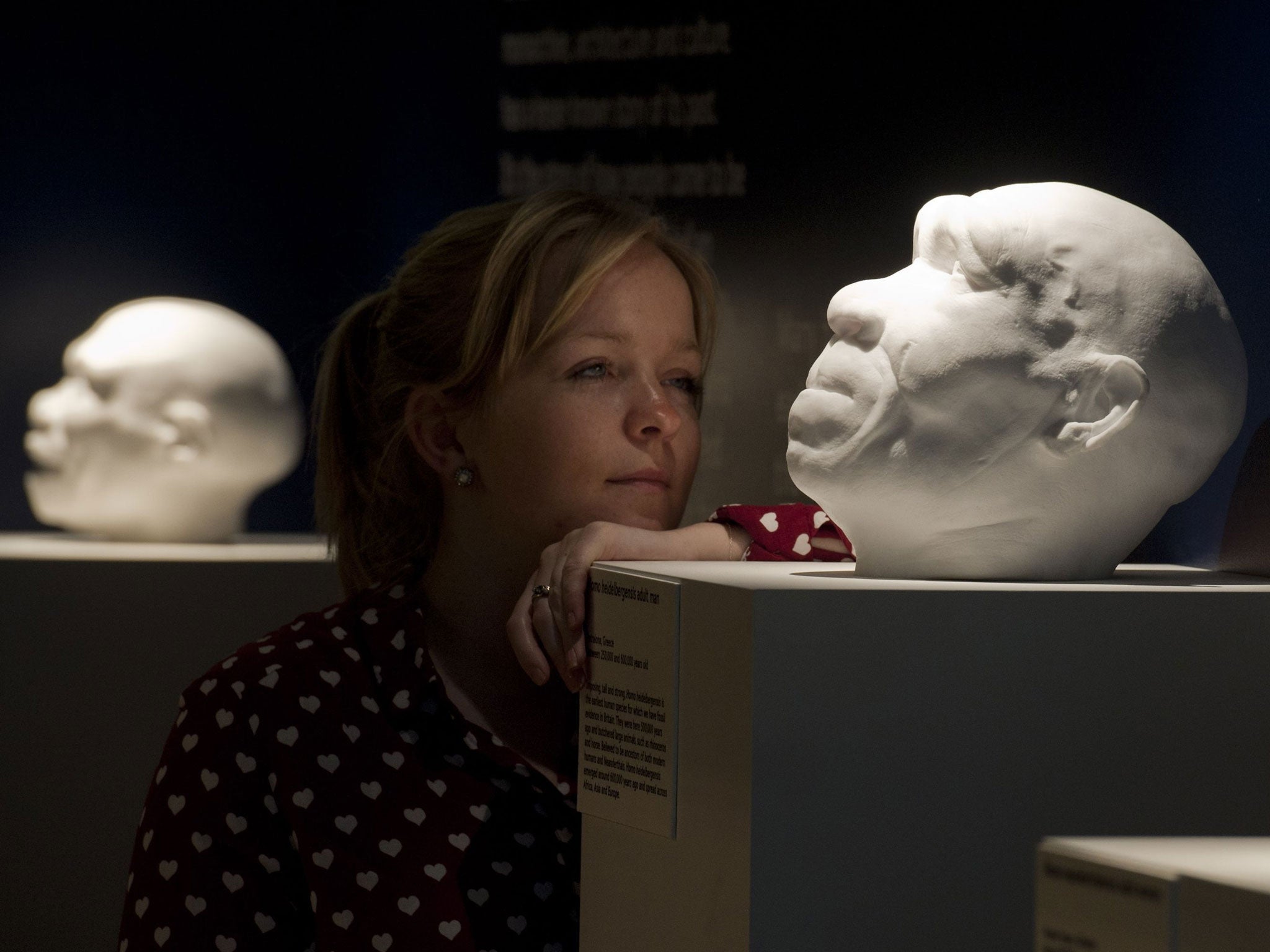 An employee of the Natural History Museum in London looks at casts of some of the ancestors of the human race that used to live in the British Isles over half a million years ago
