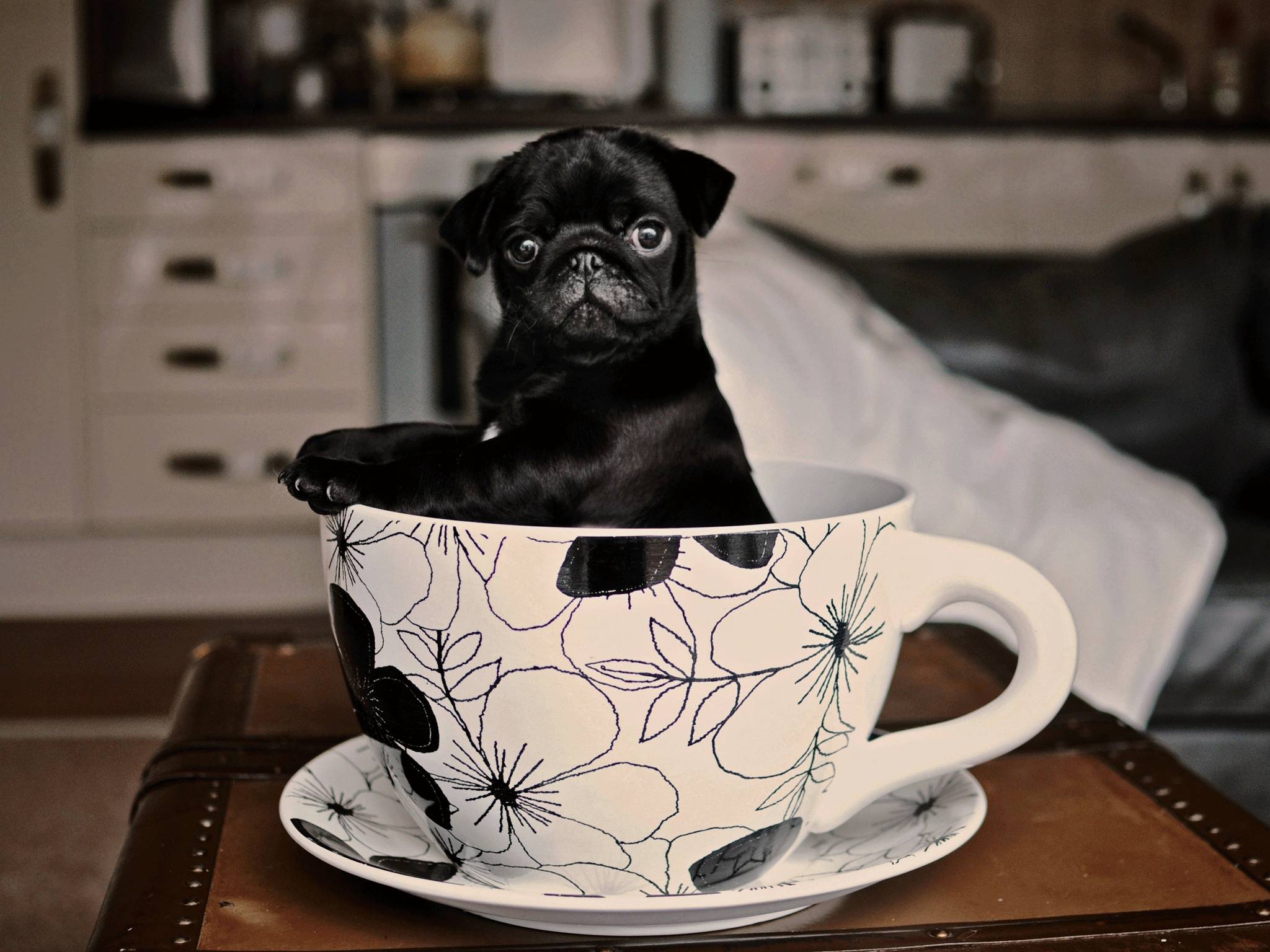 Dog cafe is a good excuse to use this picture of a pug puppy in a teacup