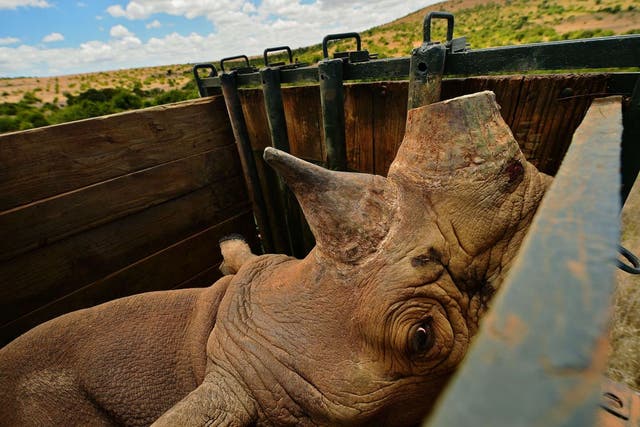 A captured wild male black rhino in its crate 