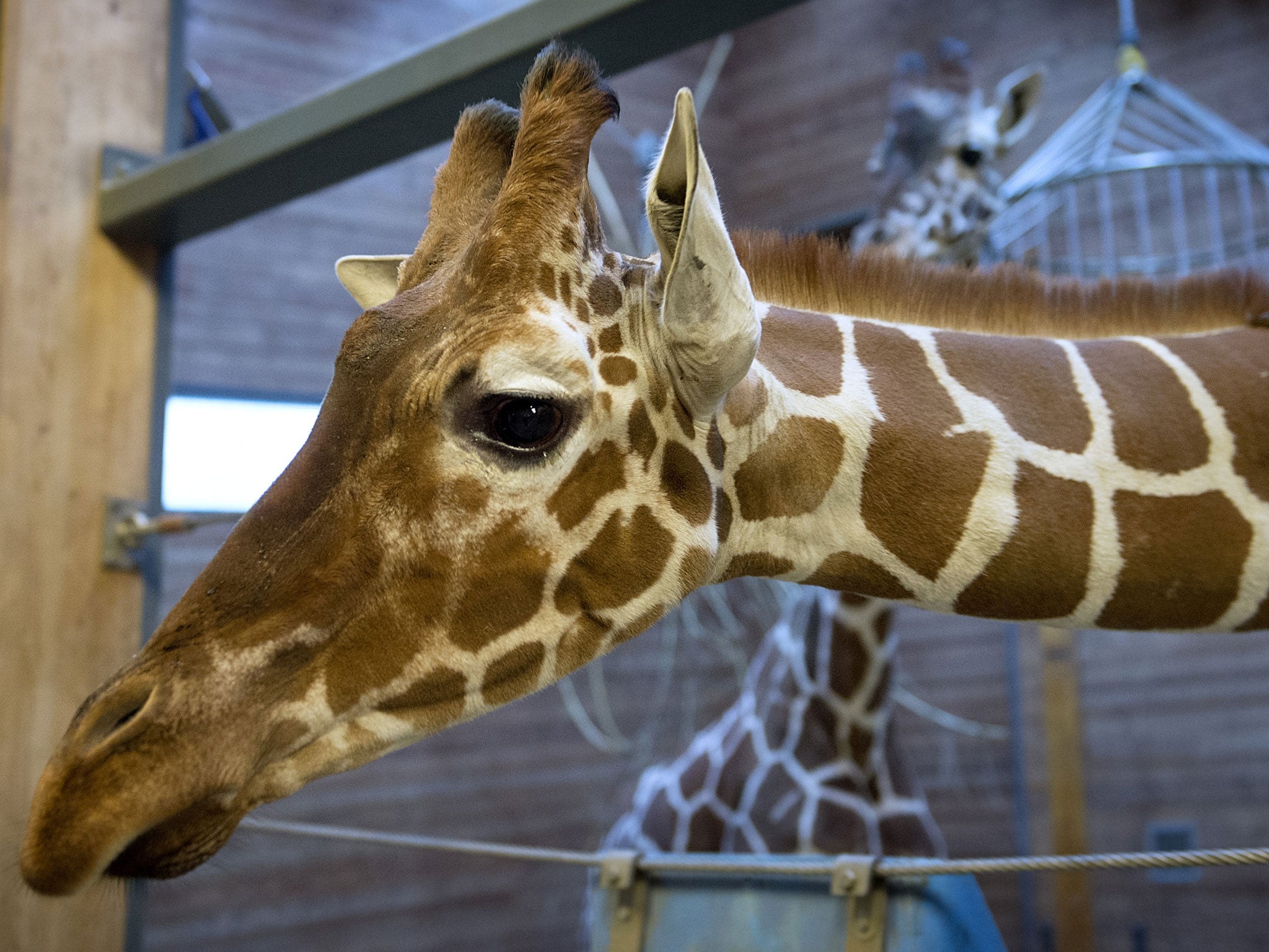 Picture taken on 7 Febuary, 2014, shows a healthy young giraffe named Marius who was shot dead and autopsied in the presence of visitors to the gardens at Copenhagen zoo on 9 Febuary, 2014 despite an online petition to save it signed by thousands of peopl