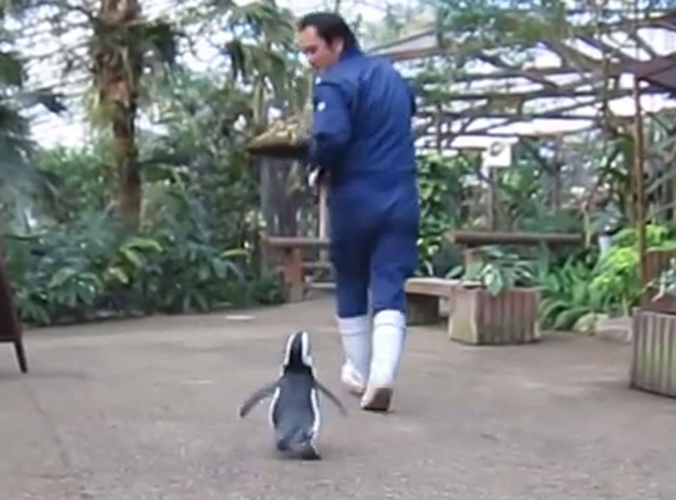 An adorable video of a smitten penguin in Japan chasing her keeper has become an internet sensation in the past 24 hours - but it has a tragic back story
