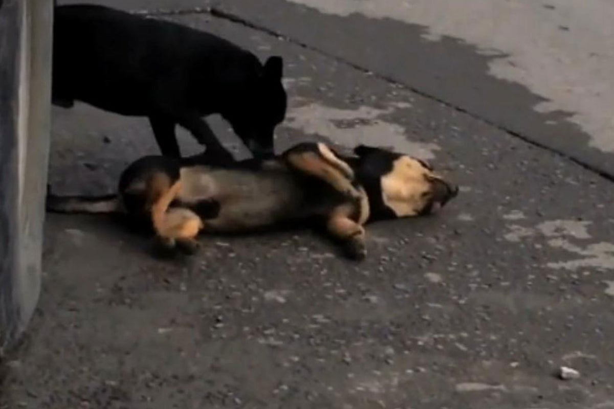 Heartbroken dog tries to revive companion after it is hit by a car ...