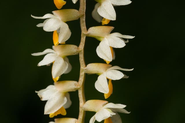Dendrochilum - with delicate interlocking white flowers like the elegant bony backbone of a fossil fish - hardly resembles our normal notions of an orchid